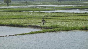 Declining Soil Organic Carbon: Unscientific Fertilizer Use and Climate Change – An ICAR Study