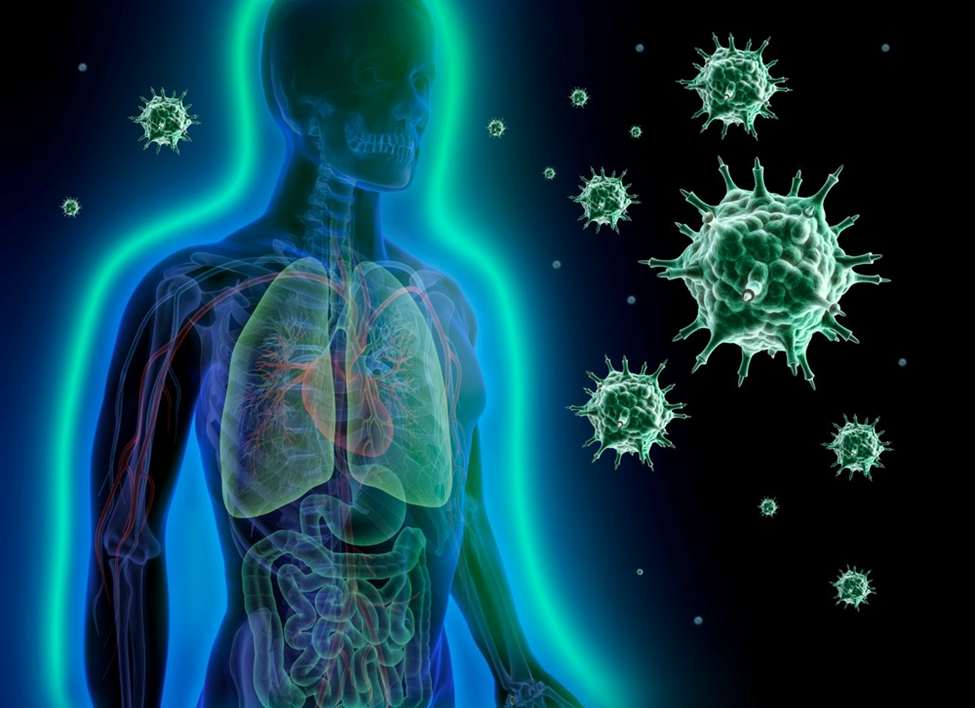PRINCIPLES OF THE HUMAN IMMUNE SYSTEM
