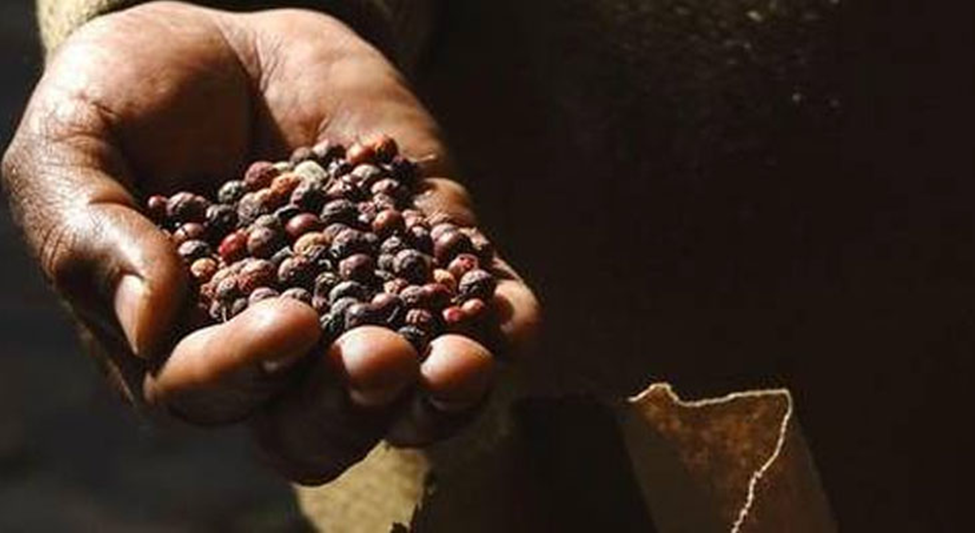 Draft Seeds Bill 2025: Key Provisions and Objectives: