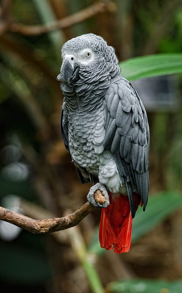 African Grey Parrot (Psittacus erithacus)