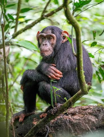 Cognitive Evolution: Chimpanzees and Rational Belief Revision