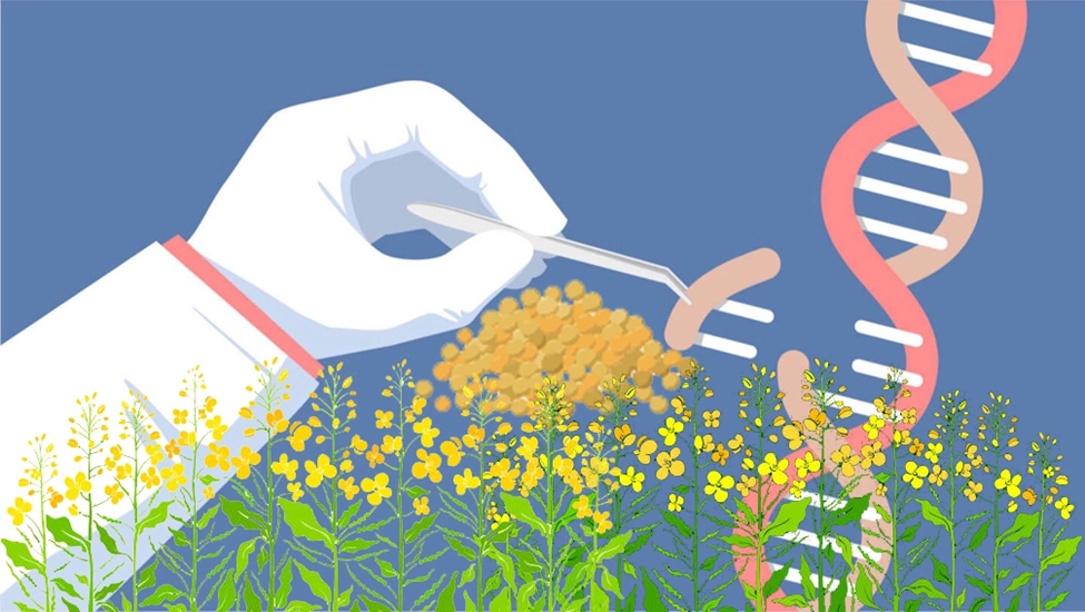 Genetically Modified (GM) Crops: Overview, Status, and Regulation