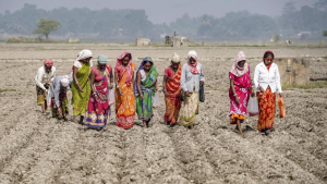 What does the draft Seeds Bill entail?