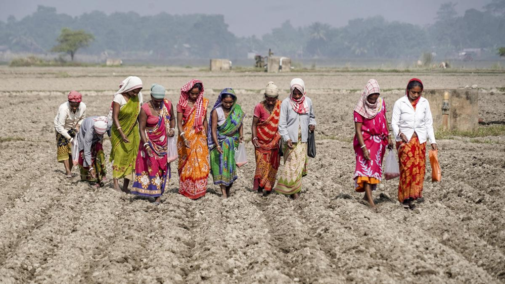 What does the draft Seeds Bill entail?