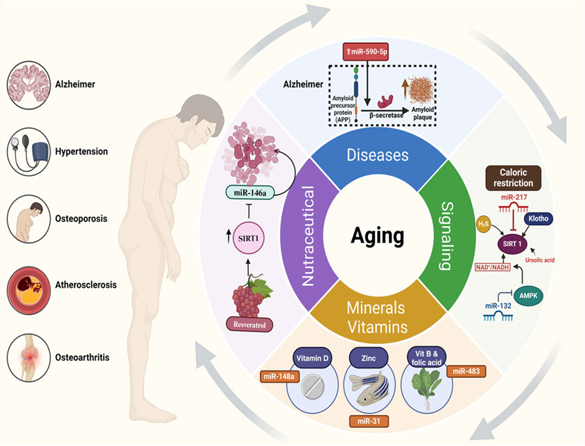 DECODING LONGEVITY: KEY FINDINGS FROM LASI
