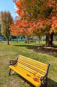 Chinar Tree (Platanus orientalis)