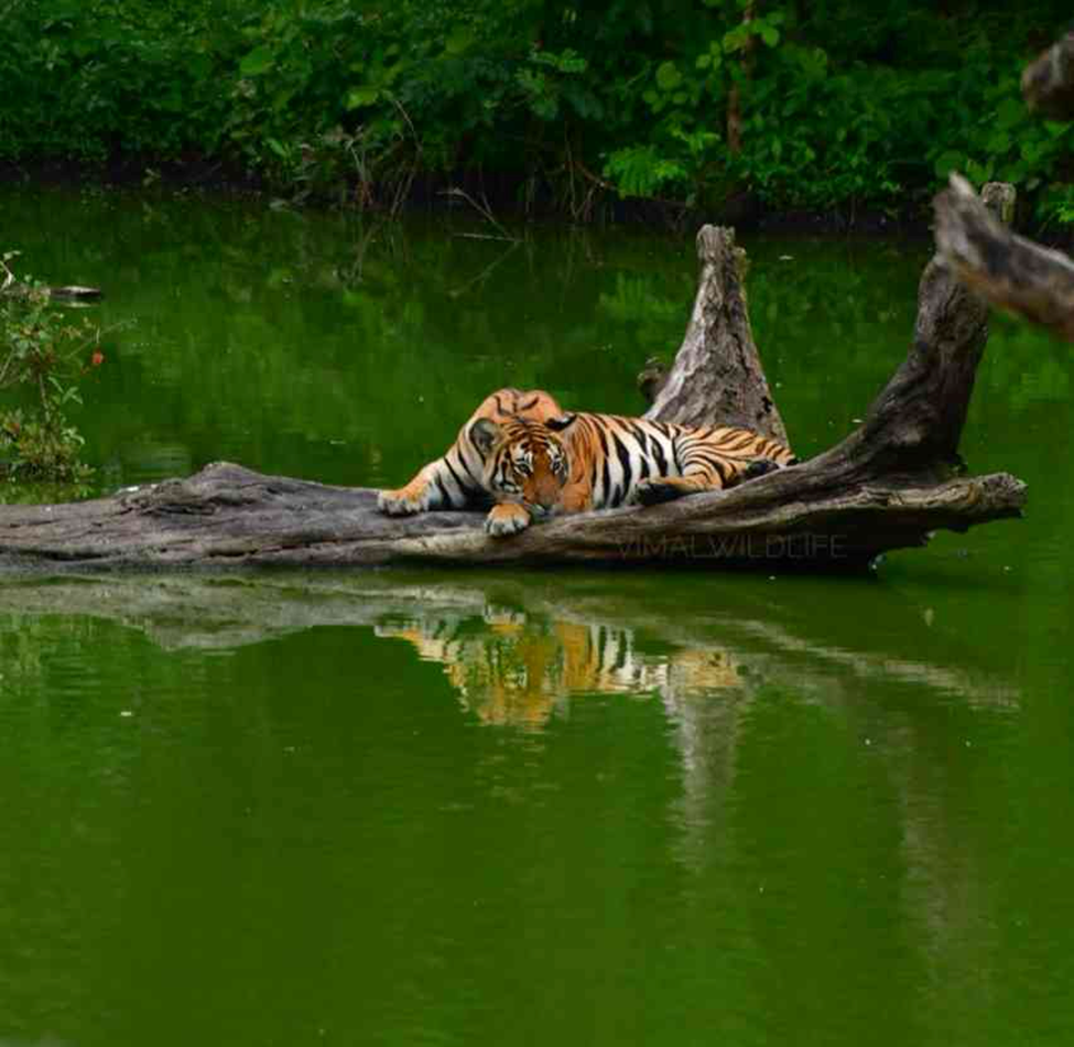 Mudumalai Tiger Reserve