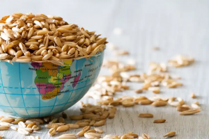 GRAIN GEOPOLITICS: THE US-INDIA RICE TRADE EQUATION