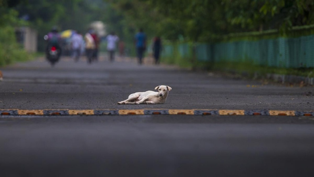 Institutionalising animal representation