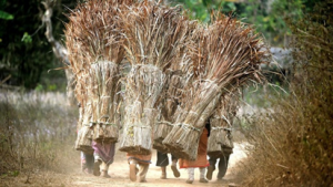 India's Environmental Crisis: A Disregard for Ecological Security and Community Rights