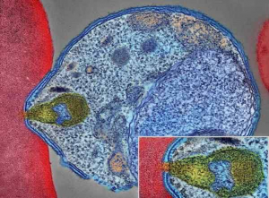 Lessons from Malaria Parasites