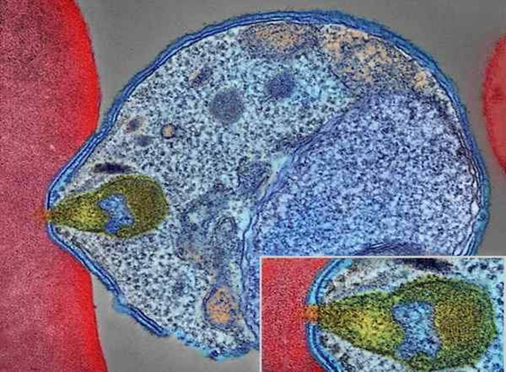 Lessons from Malaria Parasites