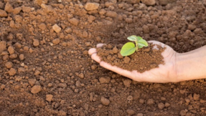 World Soil Day: A Reminder to Protect Life-Sustaining Urban Soil
