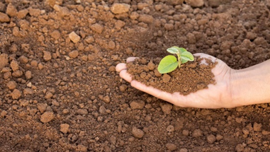 World Soil Day: A Reminder to Protect Life-Sustaining Urban Soil