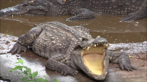 Saltwater Crocodile