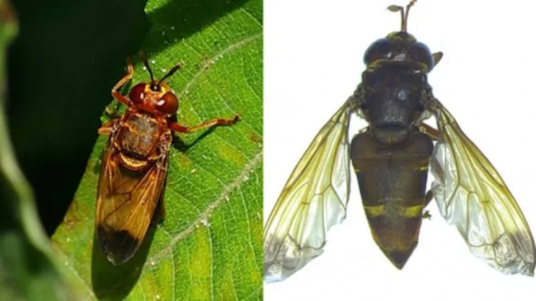 Discovery of Rare Ant Fly Species in India