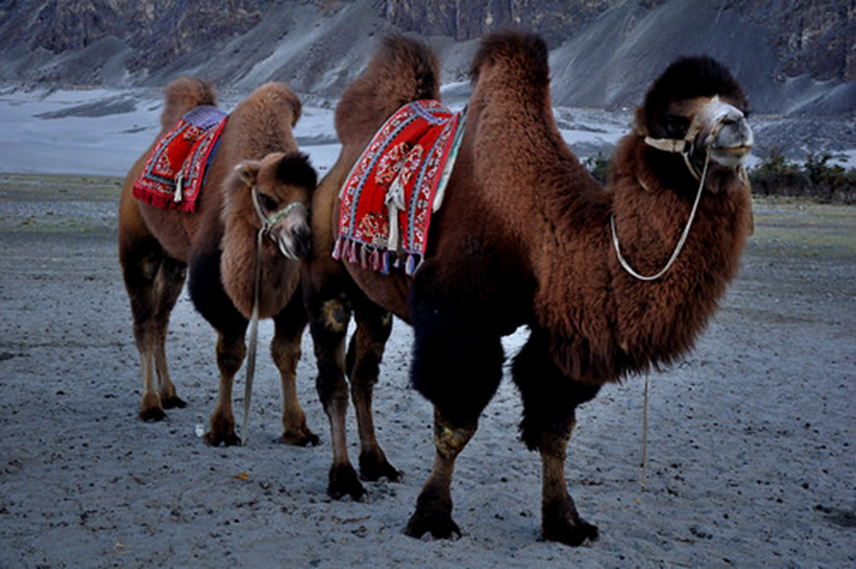 Double-Humped Bactrian Camel