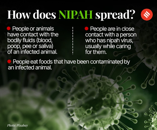 Nipah Virus: Overview, Transmission, and Treatment