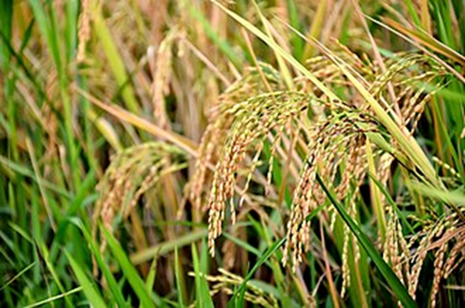 Rice Cultivation in India: Economic Resilience and Agronomic Profile