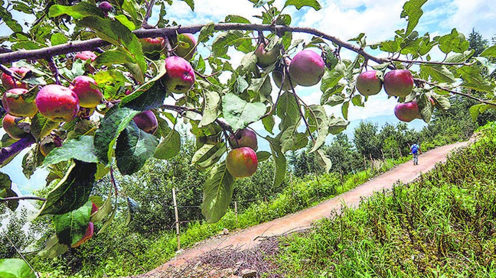 Apple Farming in India: Economic, and Trade Dimensions