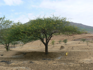 Khejri Tree: The Lifeline of the Desert