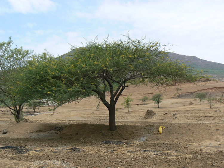 Khejri Tree: The Lifeline of the Desert