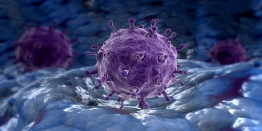 H5N1 Avian Influenza Virus