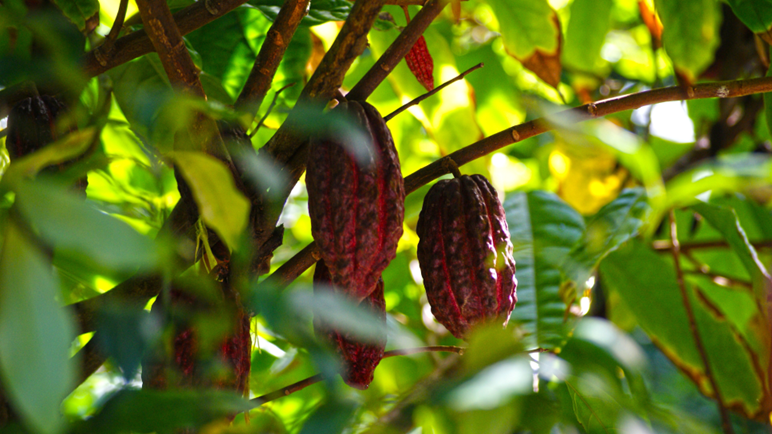 Cocoa Cultivation